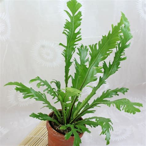 火焰鳥巢蕨|火焰鸟巢蕨(Asplenium nidus)